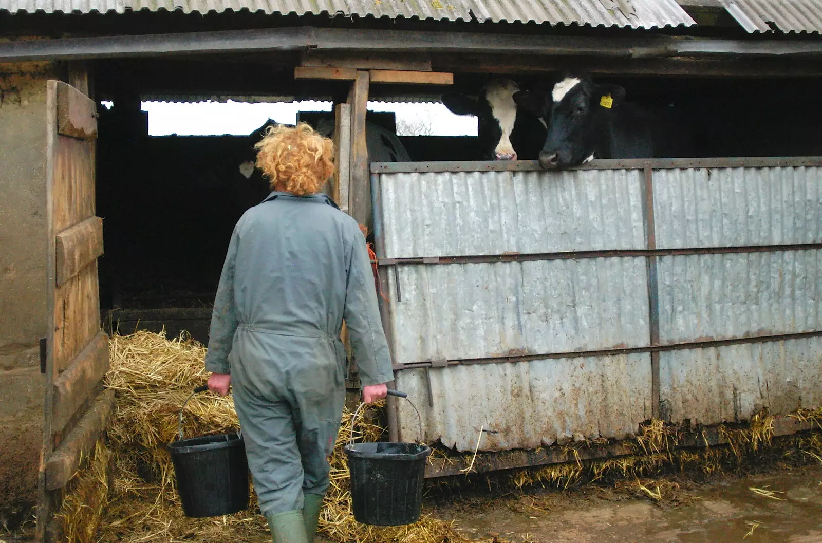 Wavy carries some buckets to the sheds, from Wavy and the Milking Room, Dairy Farm, Thrandeston, Suffolk - 28th March 2005