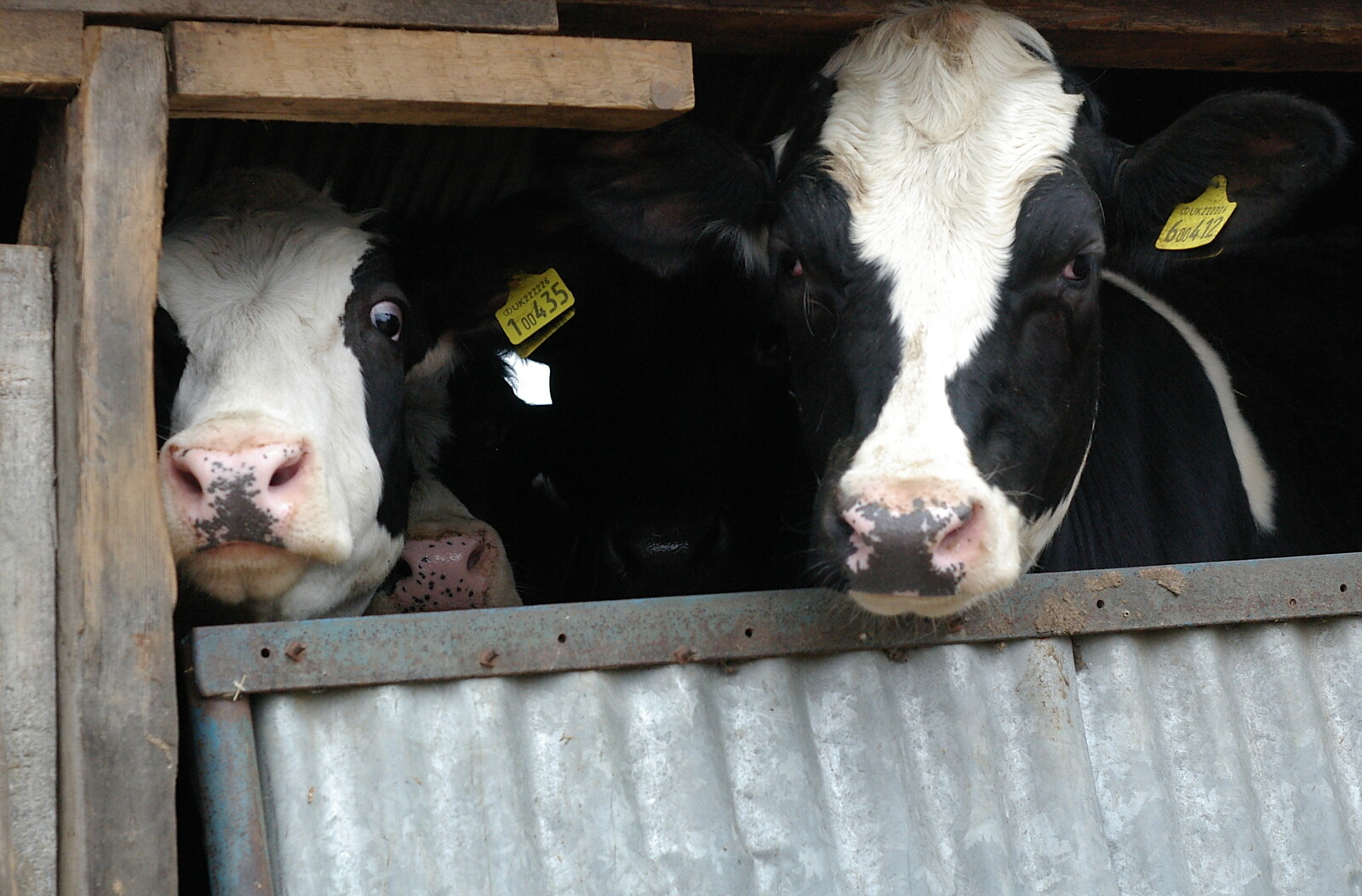 A couple of cows from Wavy and the Milking Room, Dairy Farm, Thrandeston, Suffolk - 28th March 2005