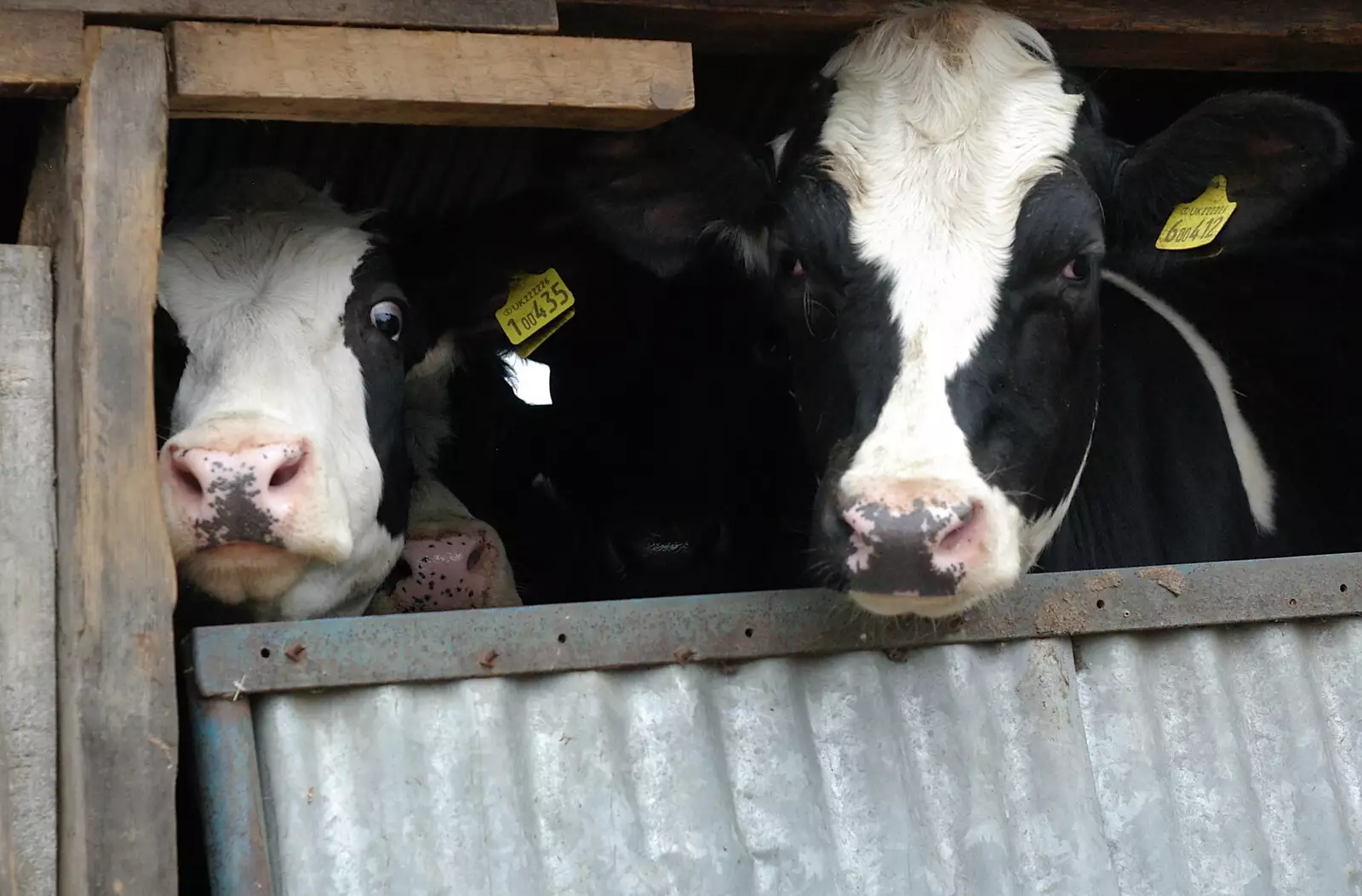 A couple of cows, from Wavy and the Milking Room, Dairy Farm, Thrandeston, Suffolk - 28th March 2005