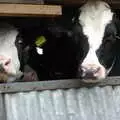 A couple of cows, Wavy and the Milking Room, Dairy Farm, Thrandeston, Suffolk - 28th March 2005