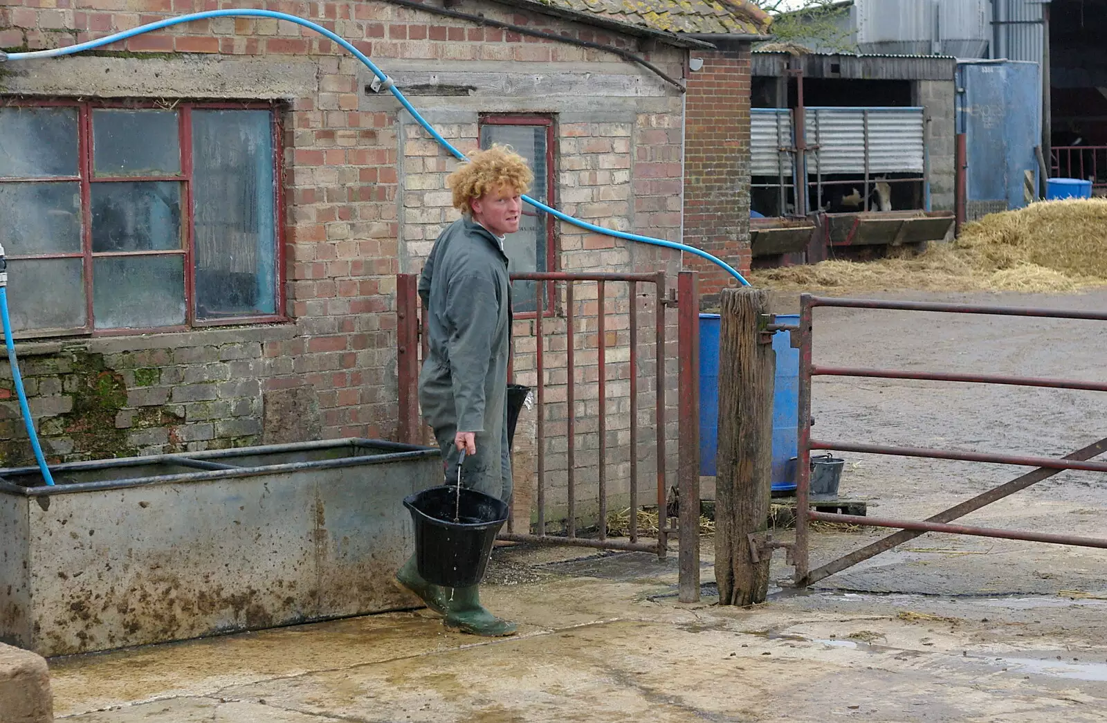 Wavy in the yard, from Wavy and the Milking Room, Dairy Farm, Thrandeston, Suffolk - 28th March 2005