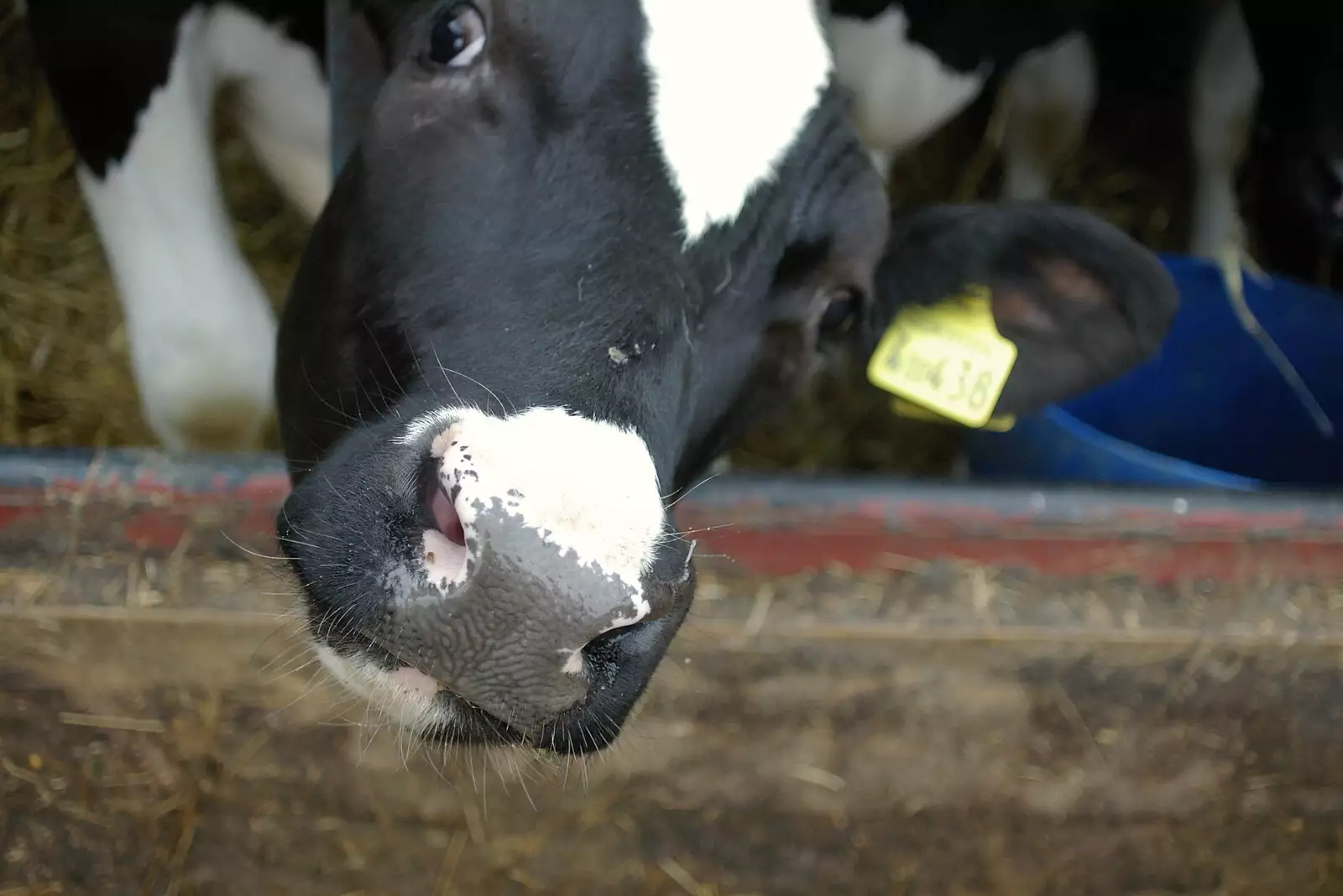 A curious Fresian bullock peers out from his stall, from Wavy and the Milking Room, Dairy Farm, Thrandeston, Suffolk - 28th March 2005