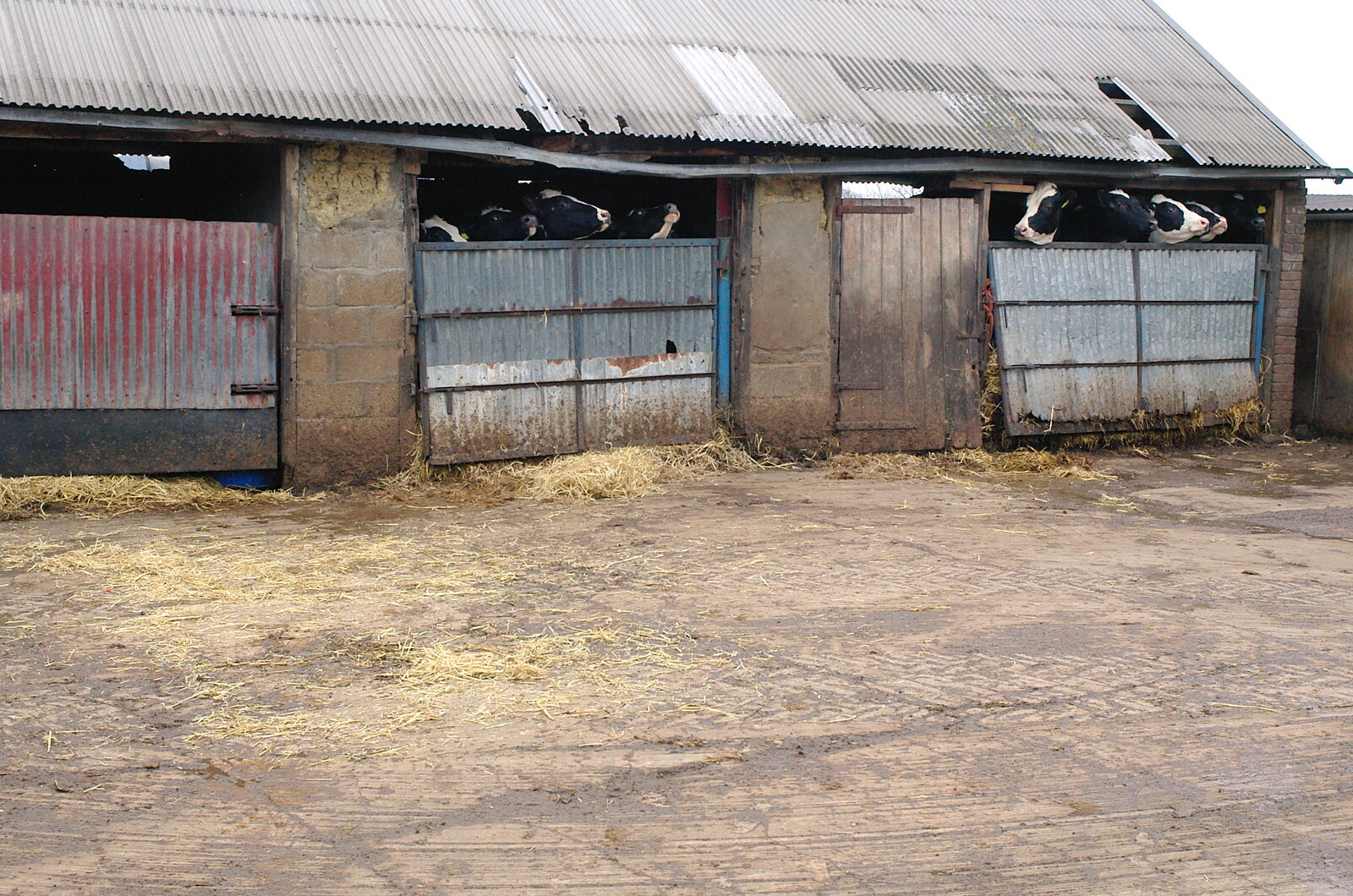 The cows are raring to go from Wavy and the Milking Room, Dairy Farm, Thrandeston, Suffolk - 28th March 2005