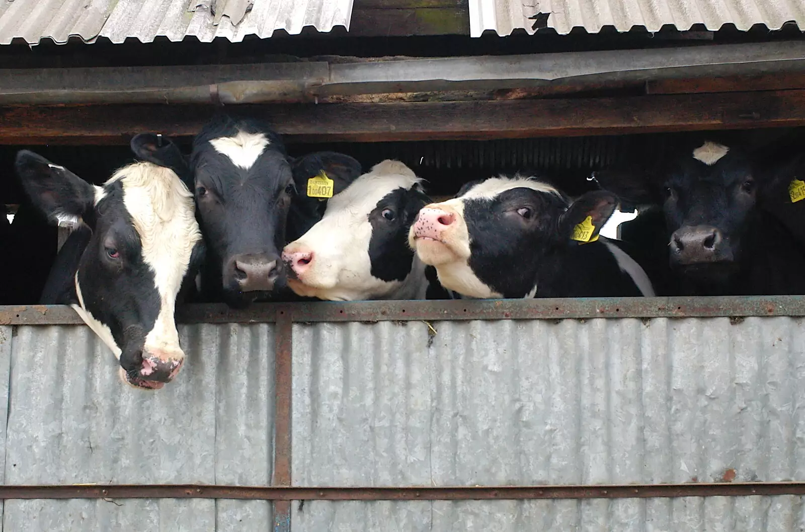 A line of Friesians looks out, from Wavy and the Milking Room, Dairy Farm, Thrandeston, Suffolk - 28th March 2005