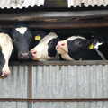 A line of Friesians looks out, Wavy and the Milking Room, Dairy Farm, Thrandeston, Suffolk - 28th March 2005
