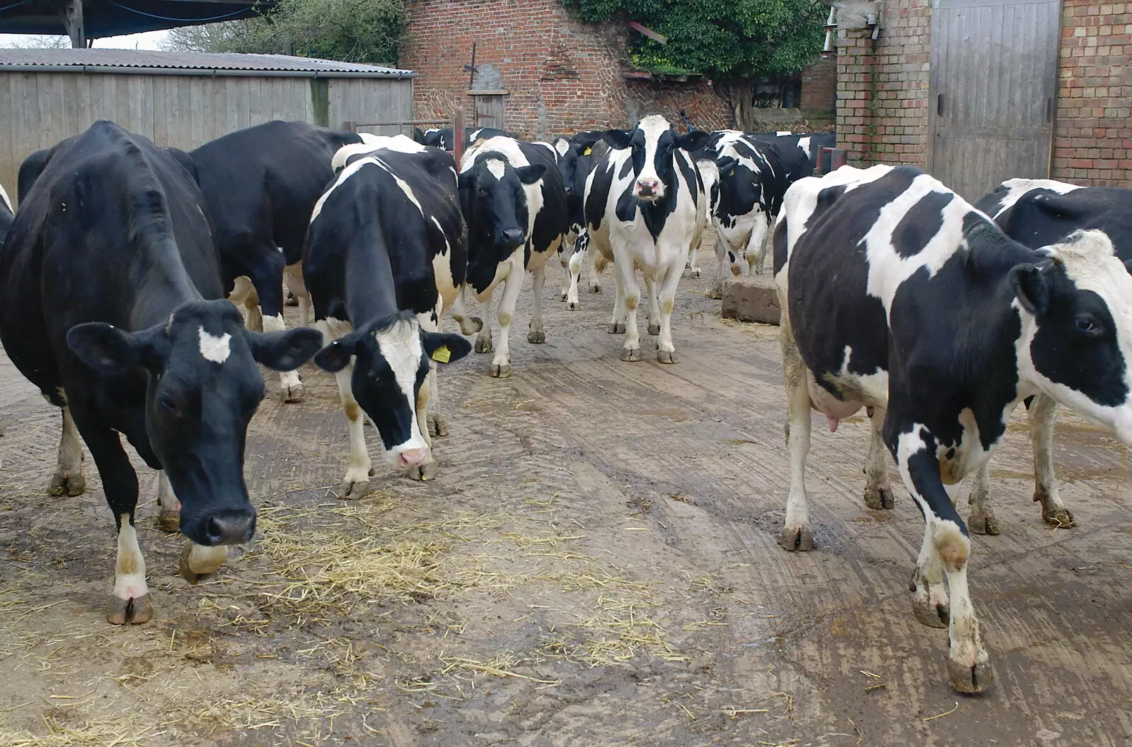 The girls pile into the yard, from Wavy and the Milking Room, Dairy Farm, Thrandeston, Suffolk - 28th March 2005