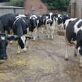 The girls pile into the yard, Wavy and the Milking Room, Dairy Farm, Thrandeston, Suffolk - 28th March 2005