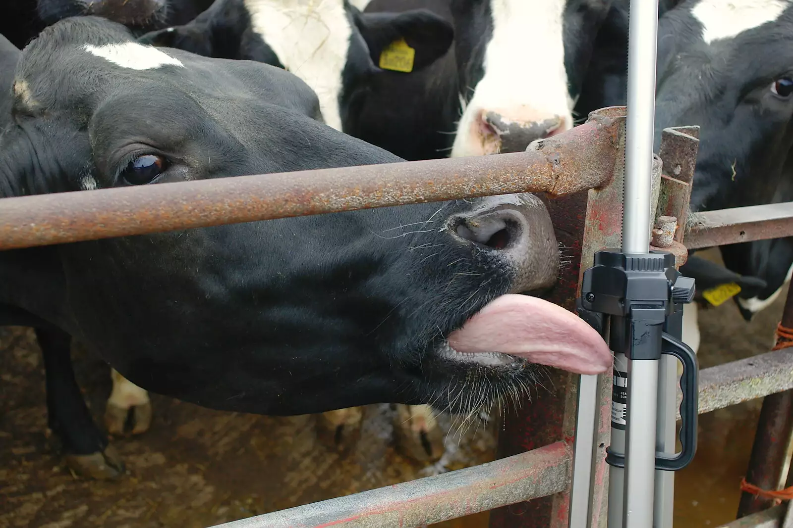 The moos take an interest in Nosher's tripod, from Wavy and the Milking Room, Dairy Farm, Thrandeston, Suffolk - 28th March 2005