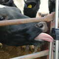 The moos take an interest in Nosher's tripod, Wavy and the Milking Room, Dairy Farm, Thrandeston, Suffolk - 28th March 2005