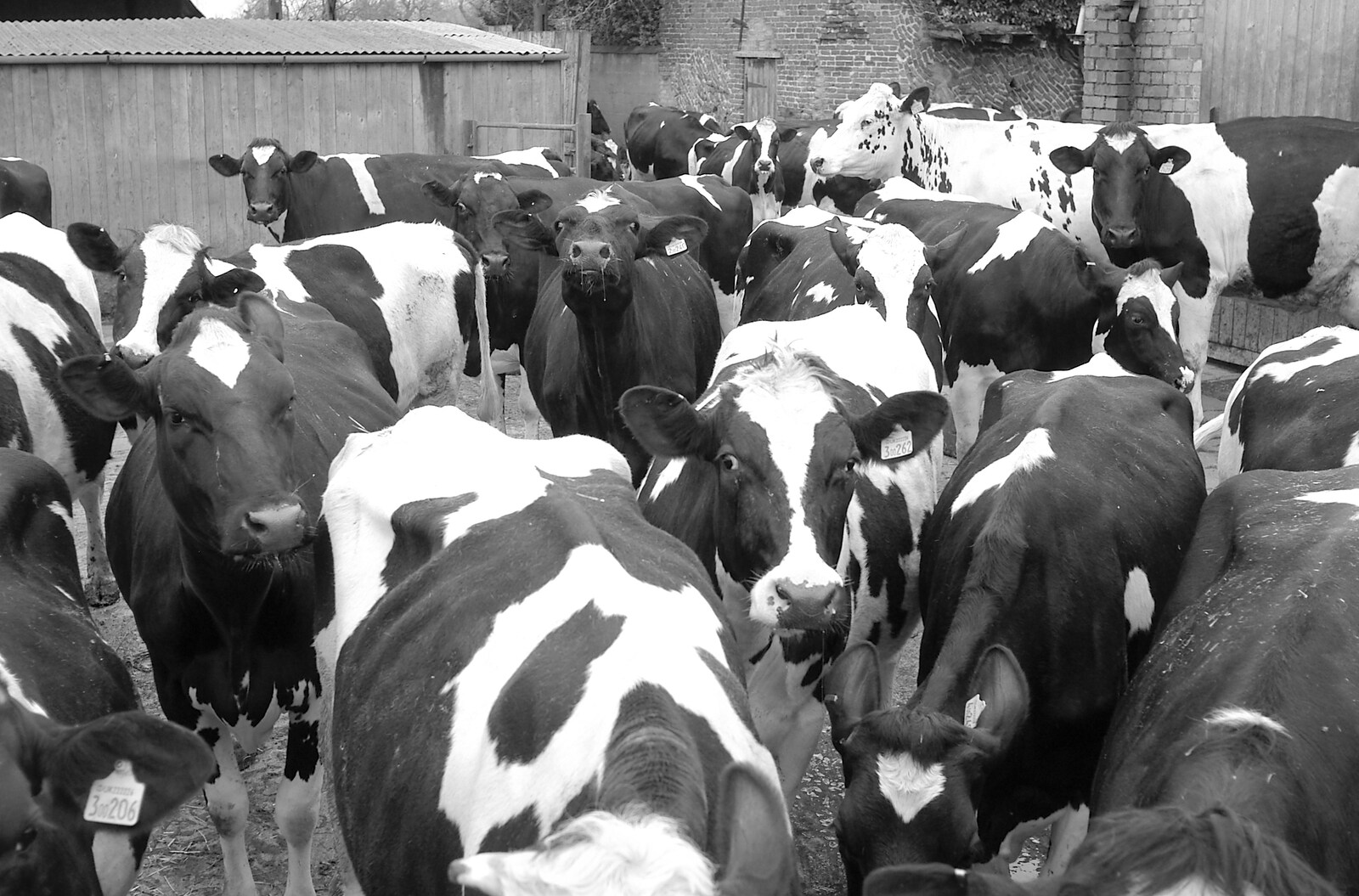 A herd of Fresians mill around in the yard from Wavy and the Milking Room, Dairy Farm, Thrandeston, Suffolk - 28th March 2005
