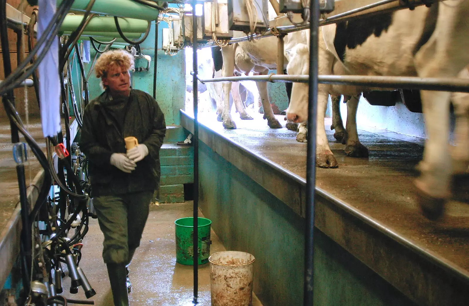 Wavy in the shed, from Wavy and the Milking Room, Dairy Farm, Thrandeston, Suffolk - 28th March 2005