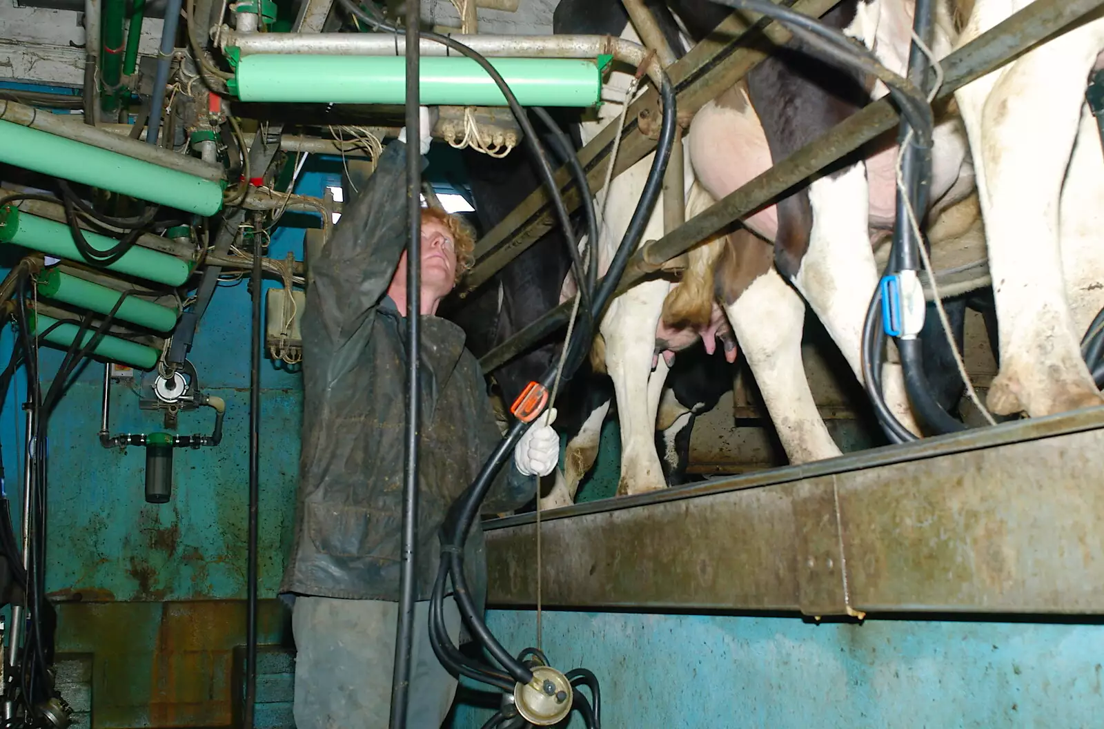 Looking up to the cows, from Wavy and the Milking Room, Dairy Farm, Thrandeston, Suffolk - 28th March 2005