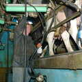 Looking up to the cows, Wavy and the Milking Room, Dairy Farm, Thrandeston, Suffolk - 28th March 2005