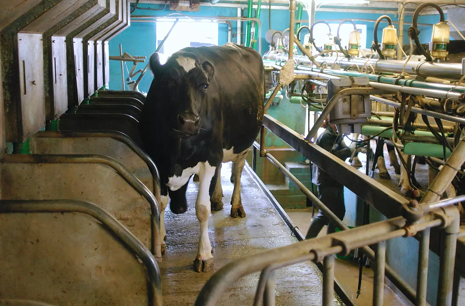 The next cow wanders in, from Wavy and the Milking Room, Dairy Farm, Thrandeston, Suffolk - 28th March 2005