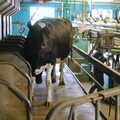 The next cow wanders in, Wavy and the Milking Room, Dairy Farm, Thrandeston, Suffolk - 28th March 2005