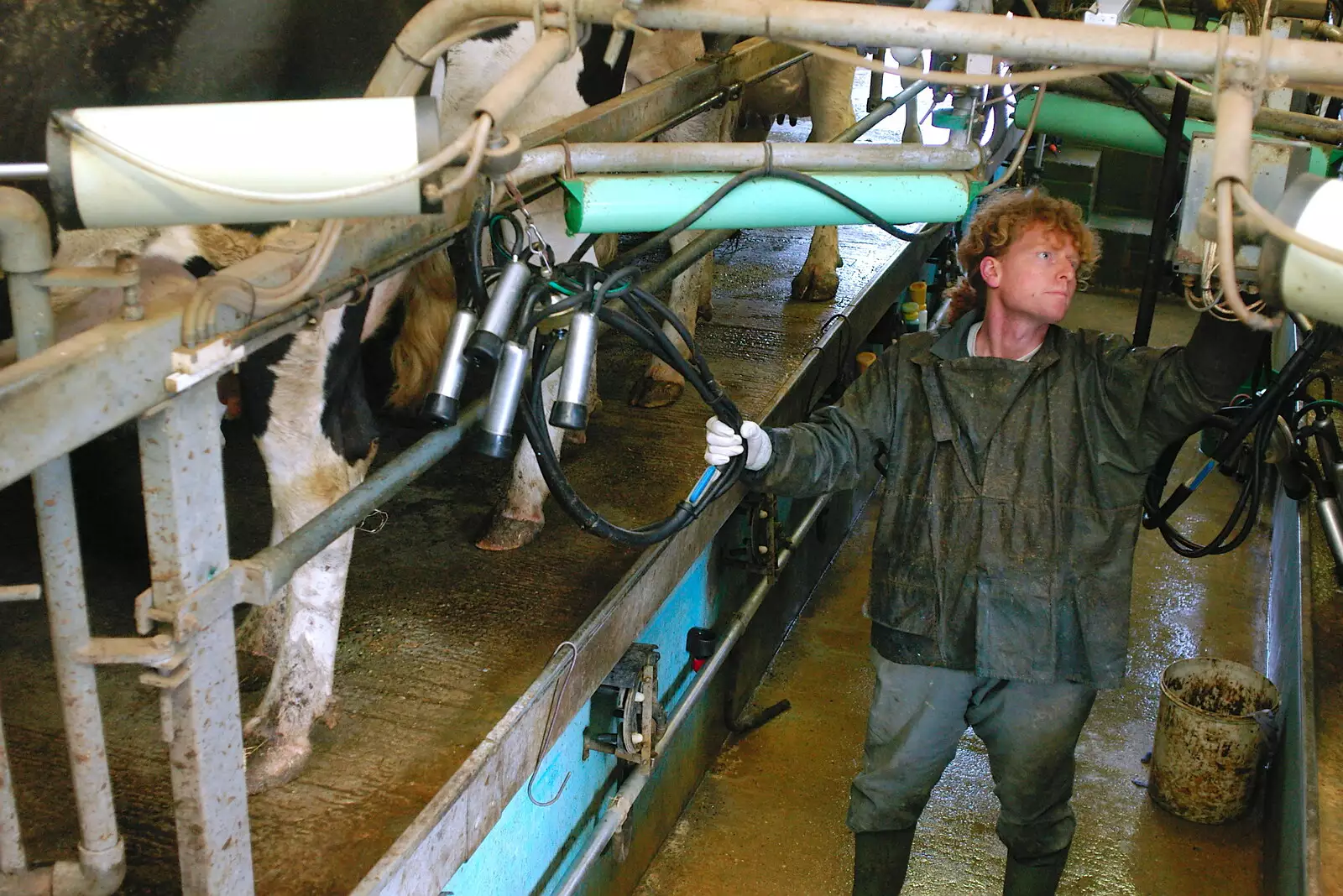 Wavy grabs a bunch of teat suckers, from Wavy and the Milking Room, Dairy Farm, Thrandeston, Suffolk - 28th March 2005