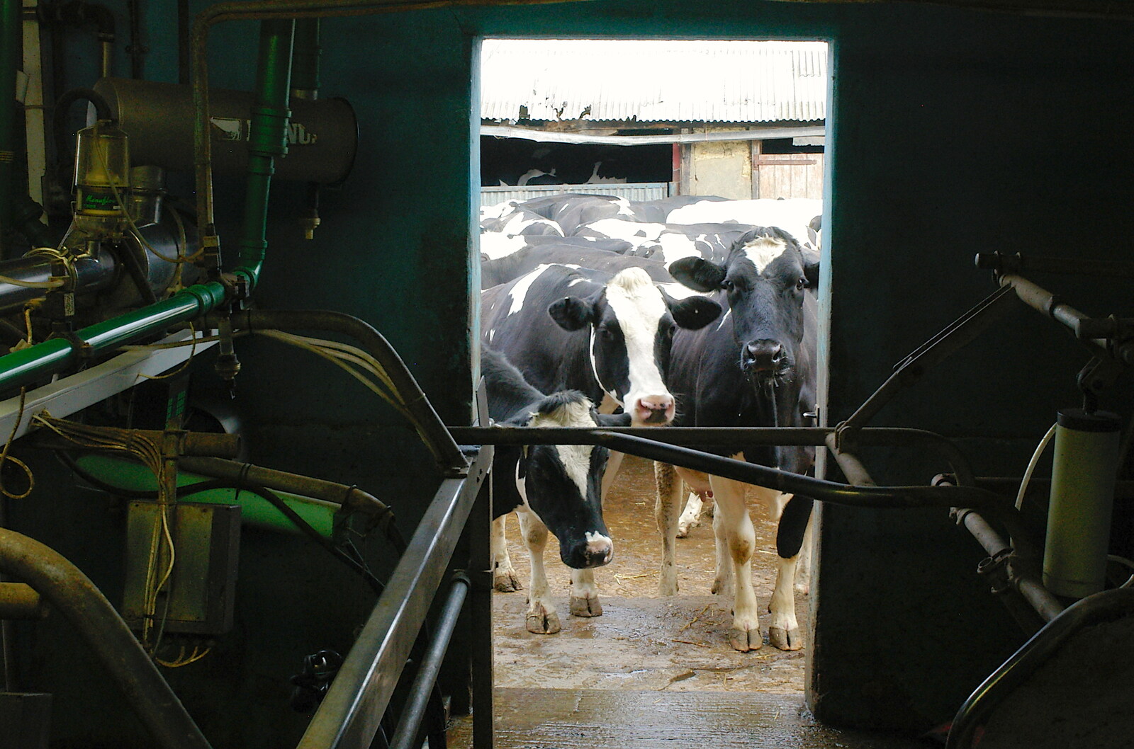 The rest of the cows look in from Wavy and the Milking Room, Dairy Farm, Thrandeston, Suffolk - 28th March 2005