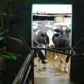 The rest of the cows look in, Wavy and the Milking Room, Dairy Farm, Thrandeston, Suffolk - 28th March 2005