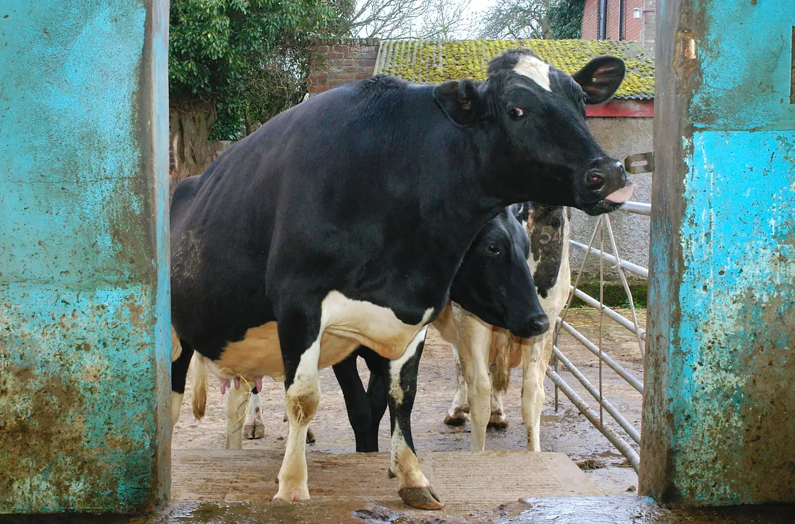 A cow on the steps, from Wavy and the Milking Room, Dairy Farm, Thrandeston, Suffolk - 28th March 2005