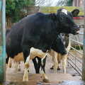 A cow on the steps, Wavy and the Milking Room, Dairy Farm, Thrandeston, Suffolk - 28th March 2005