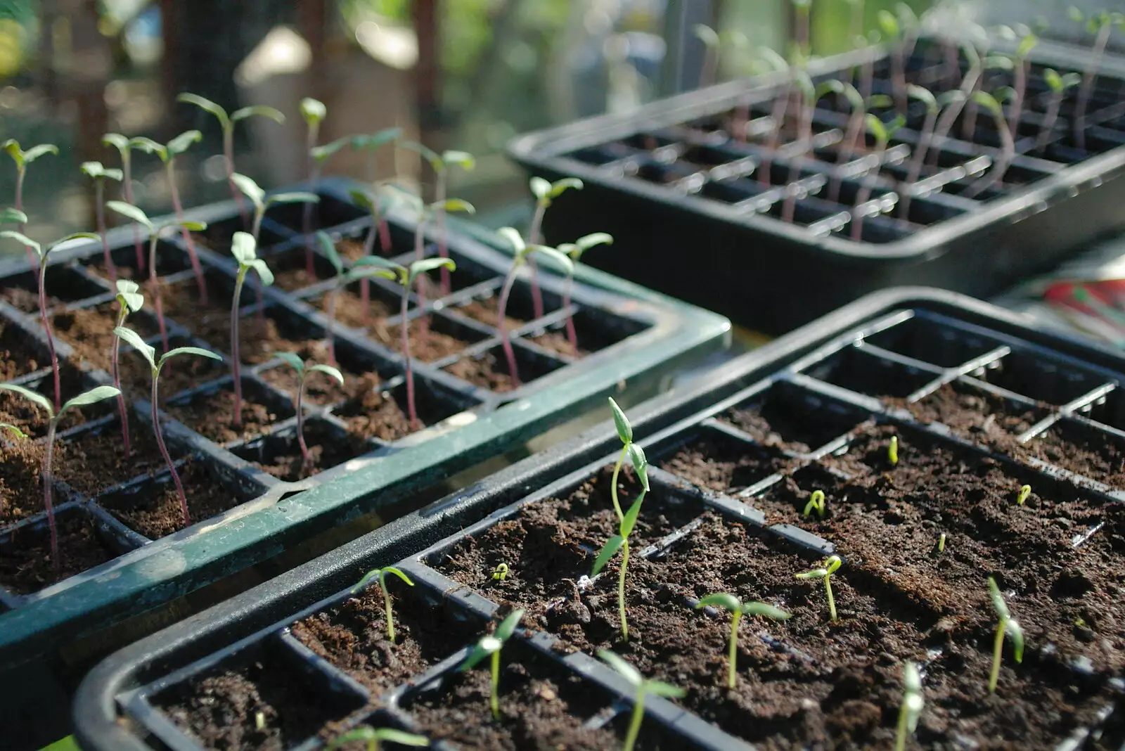 Nosher's seedlings: tomatoes, chillis and peppers, from The SCC Social Club and the  Demolition of Diss Publishing, Ipswich and Diss - 2nd April 2005