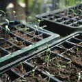 Nosher's seedlings: tomatoes, chillis and peppers, The SCC Social Club and the  Demolition of Diss Publishing, Ipswich and Diss - 2nd April 2005