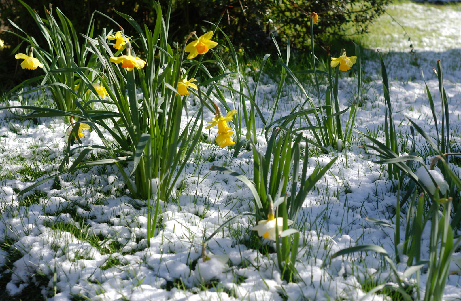 Daffodils in the garden from Norwich Market, the BSCC at Occold, and Diss Publishing - 10th April 2005