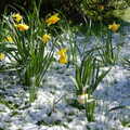 Daffodils in the garden, Norwich Market, the BSCC at Occold, and Diss Publishing - 10th April 2005
