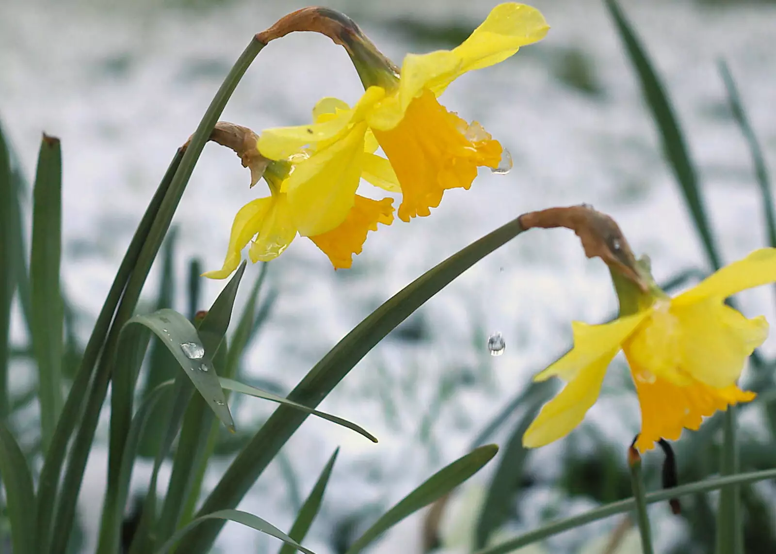 A daffodil drips melting snow water, from Norwich Market, the BSCC at Occold, and Diss Publishing - 10th April 2005