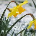 A daffodil drips melting snow water, Norwich Market, the BSCC at Occold, and Diss Publishing - 10th April 2005