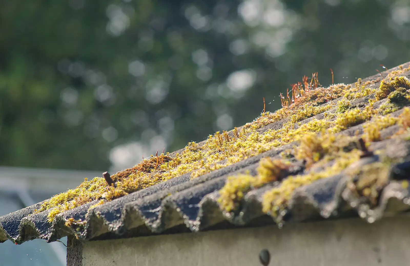 Moss on the garage roof, from Norwich Market, the BSCC at Occold, and Diss Publishing - 10th April 2005