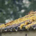 Moss on the garage roof, Norwich Market, the BSCC at Occold, and Diss Publishing - 10th April 2005