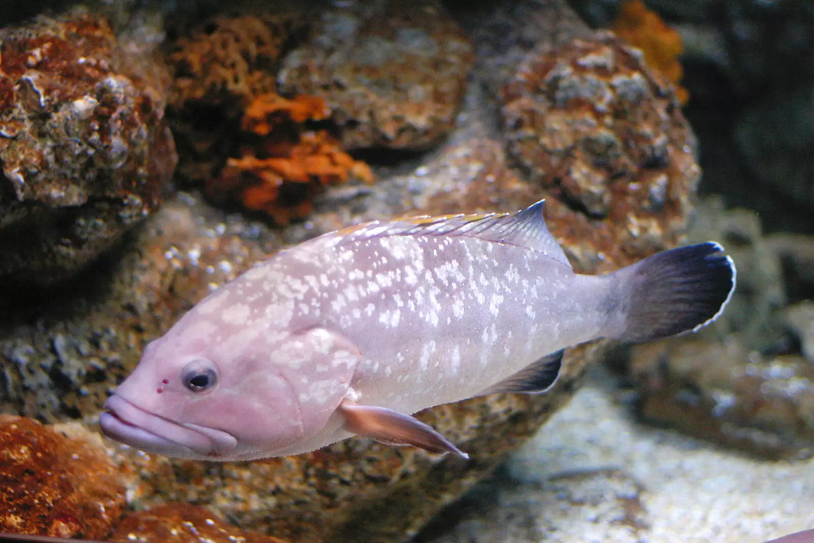 A purpley fish, from A Trip to Barcelona, Catalunya, Spain - 29th April 2005