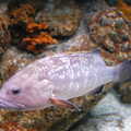 A purpley fish, A Trip to Barcelona, Catalunya, Spain - 29th April 2005