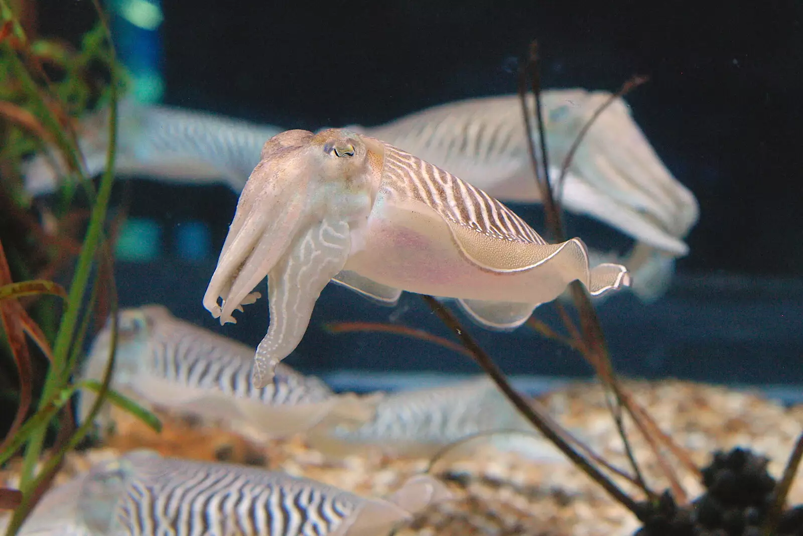 A cuttlefish, from A Trip to Barcelona, Catalunya, Spain - 29th April 2005