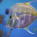 Some kind of Angel fish, A Trip to Barcelona, Catalunya, Spain - 29th April 2005