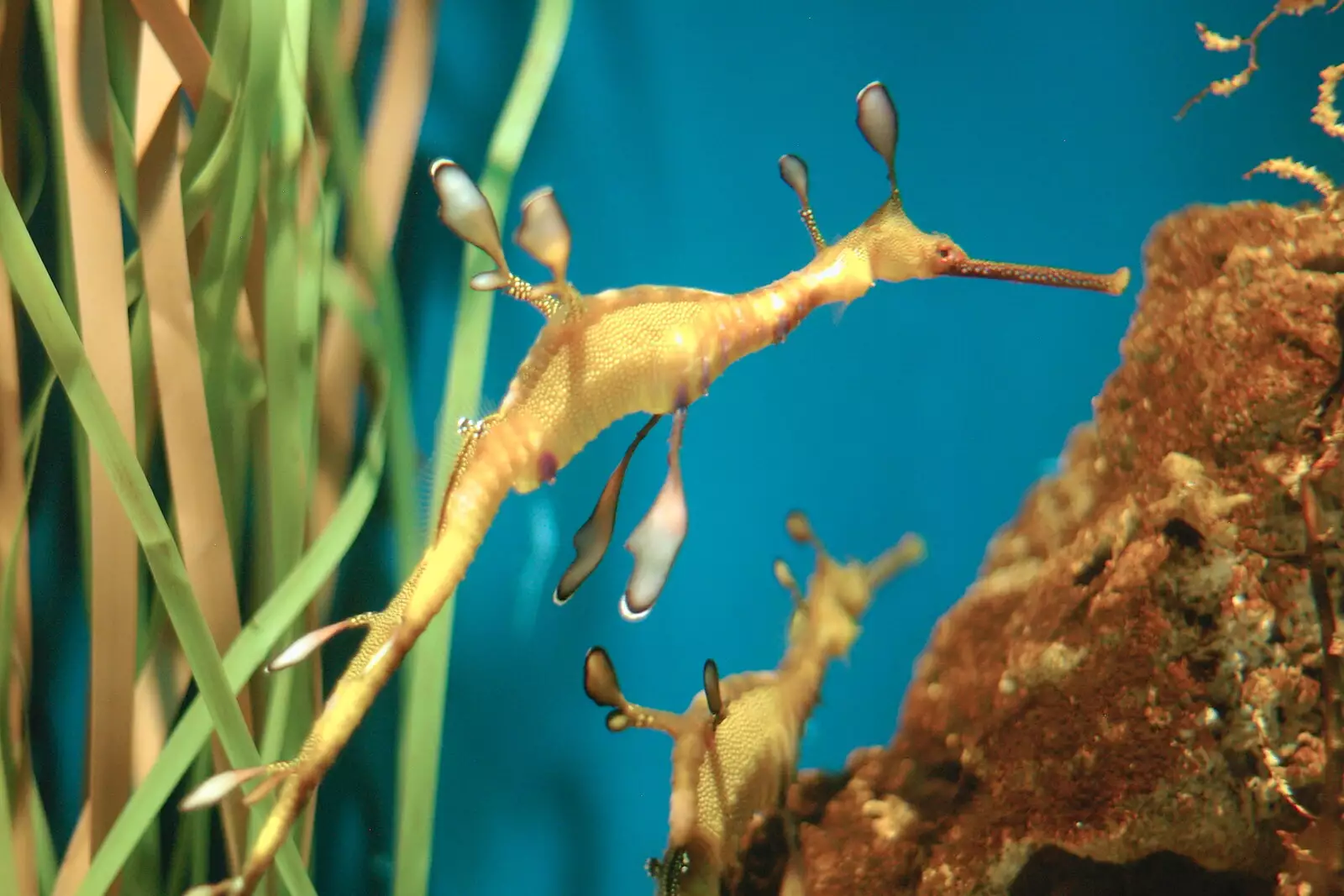 A sea horse, from A Trip to Barcelona, Catalunya, Spain - 29th April 2005