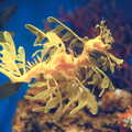 Another type of leafy sea horse, A Trip to Barcelona, Catalunya, Spain - 29th April 2005