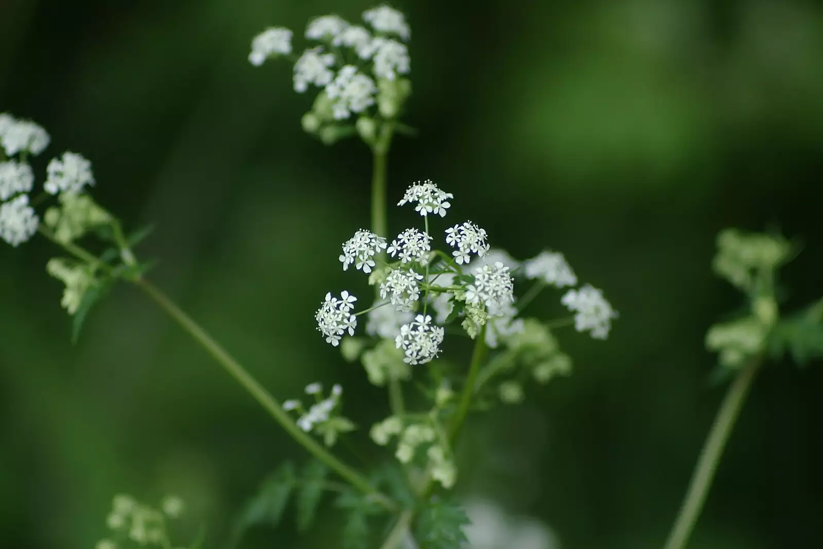 Cow parsley flowers, from Music at the Waterfront and Upstairs at Revolution Records, Diss - 8th May 2005