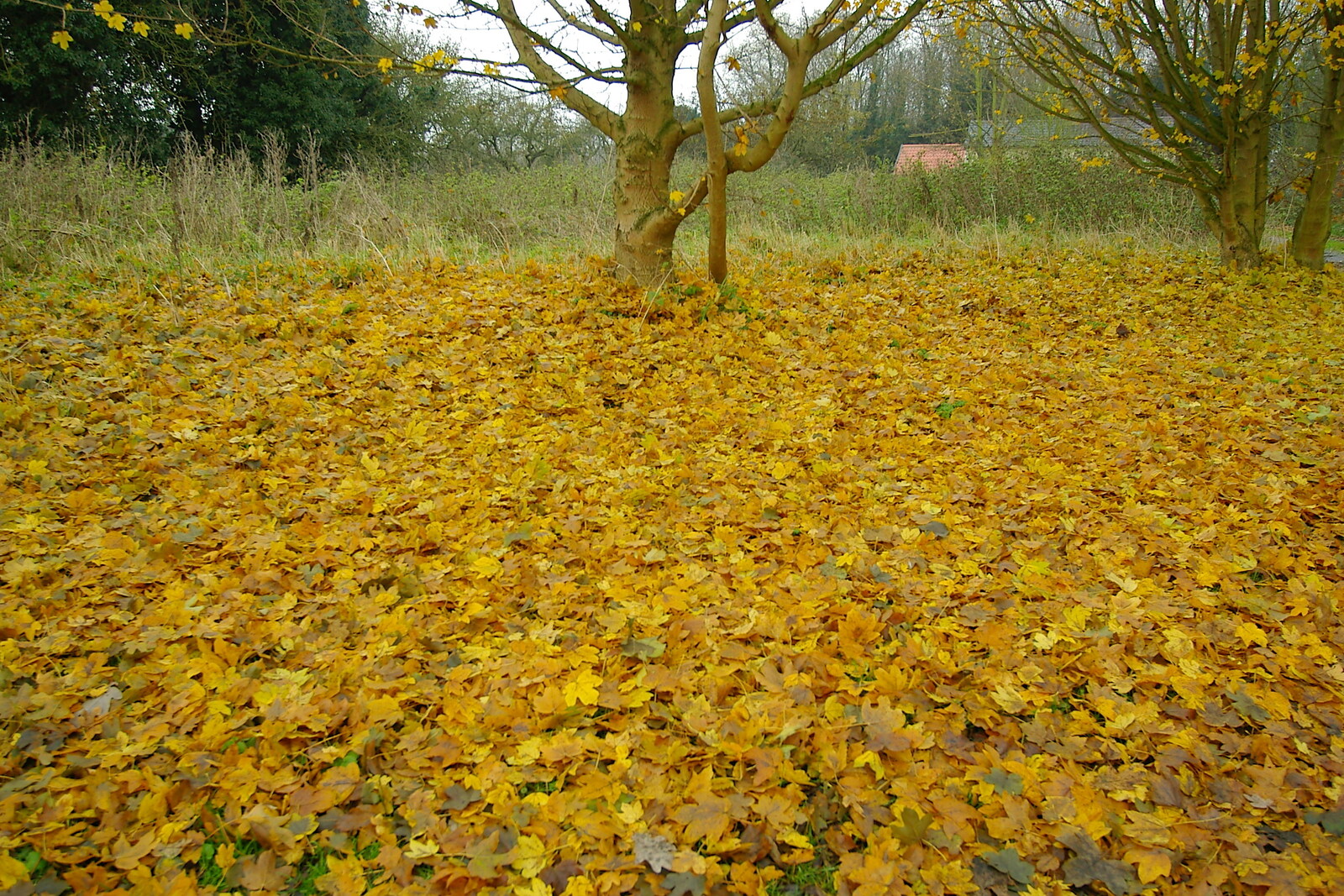 a carpet of golden leaves from Music at the Waterfront and Upstairs at Revolution Records, Diss - 8th May 2005