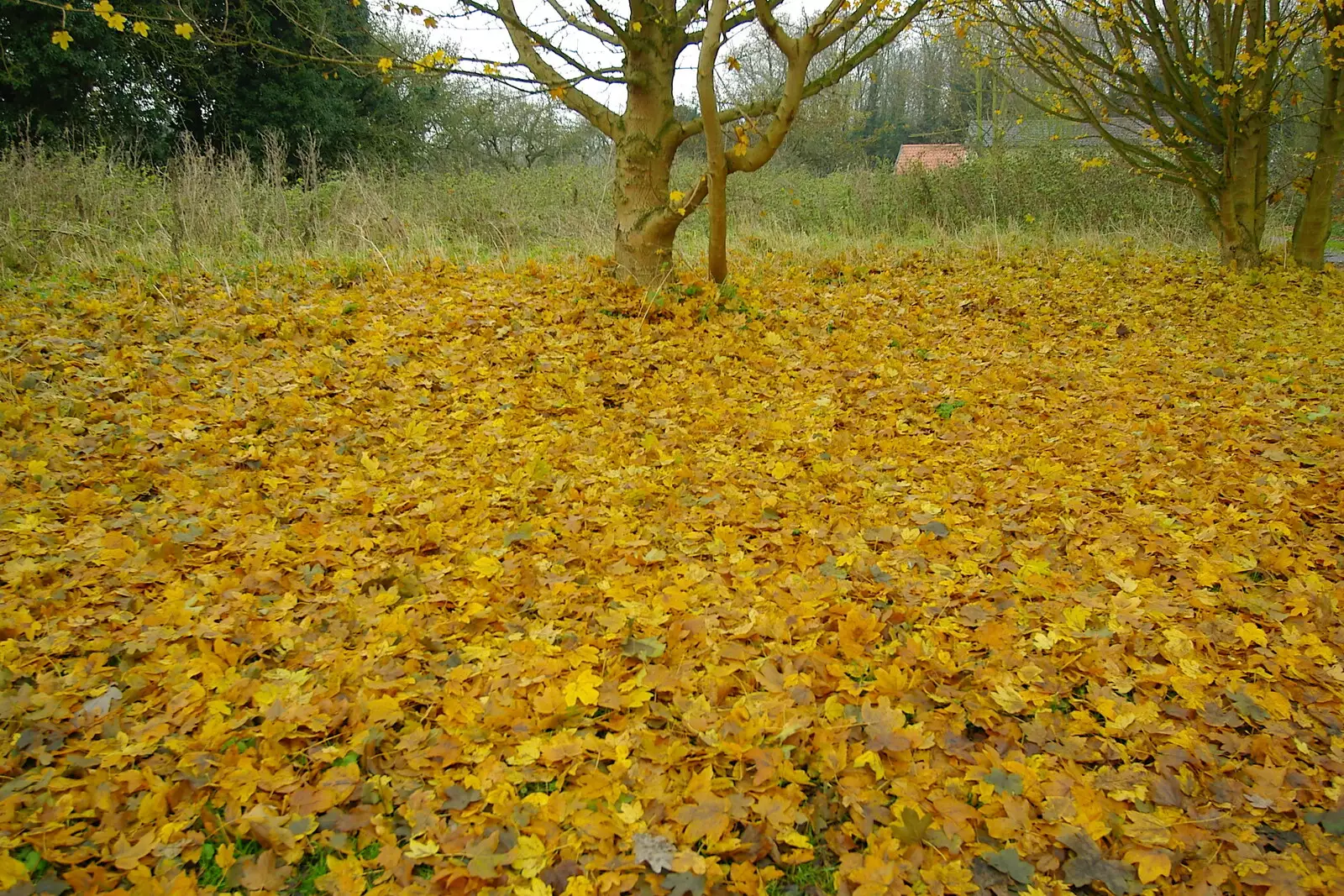 a carpet of golden leaves, from Music at the Waterfront and Upstairs at Revolution Records, Diss - 8th May 2005