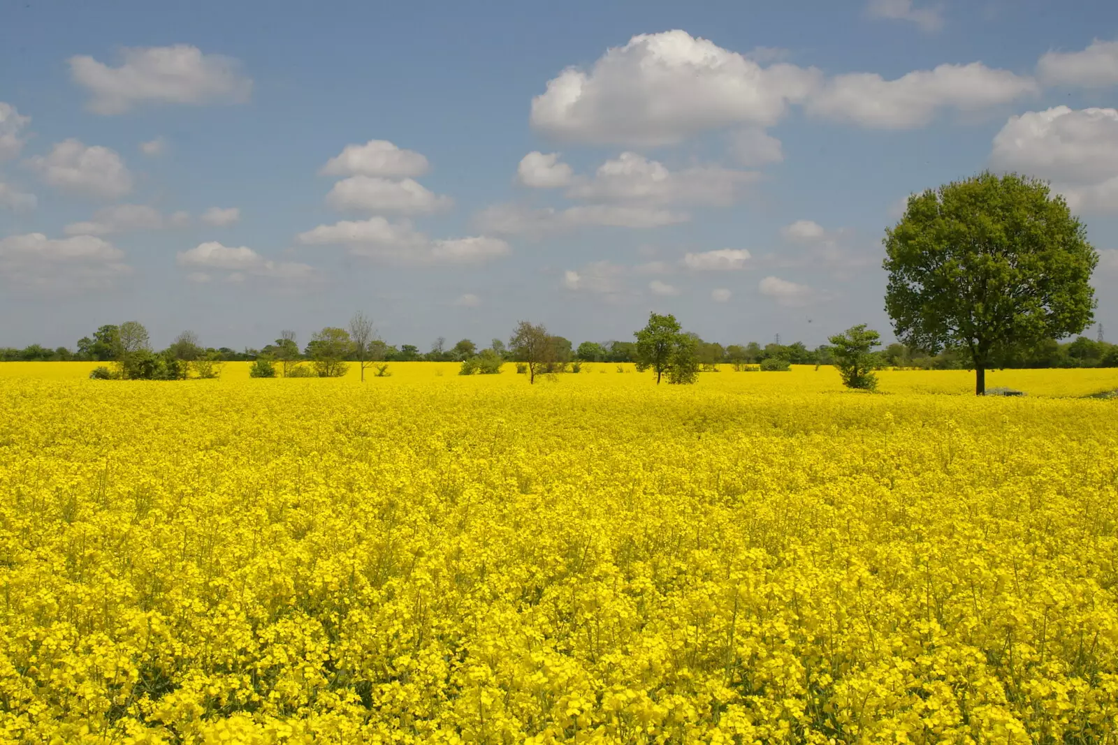 A field of bright yellow oilseed rape, from Music at the Waterfront and Upstairs at Revolution Records, Diss - 8th May 2005