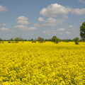 A field of bright yellow oilseed rape, Music at the Waterfront and Upstairs at Revolution Records, Diss - 8th May 2005