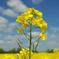 A bug flies away from an oilseed flower, Music at the Waterfront and Upstairs at Revolution Records, Diss - 8th May 2005