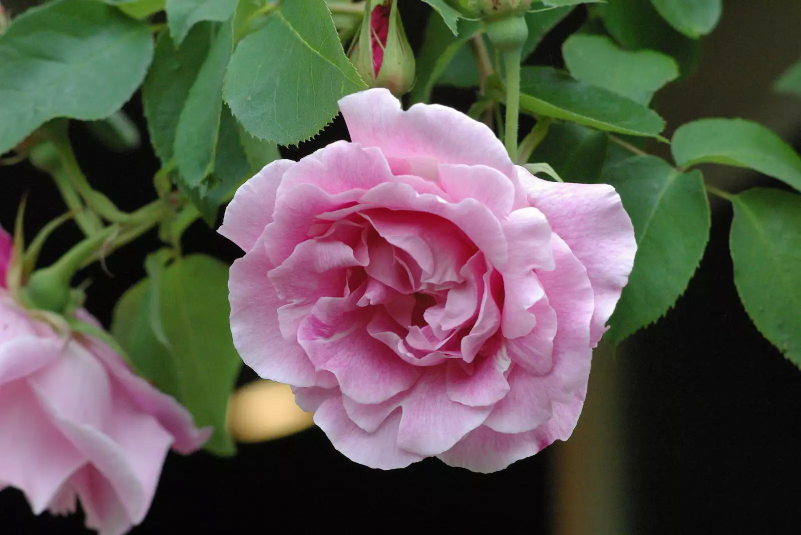 A nice pink rose, from Music at the Waterfront and Upstairs at Revolution Records, Diss - 8th May 2005