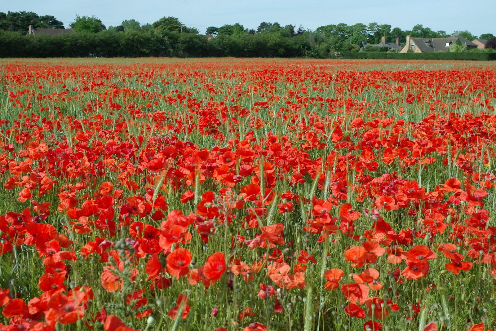 A field of red poppies in Wetherden from Music at the Waterfront and Upstairs at Revolution Records, Diss - 8th May 2005