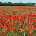 A field of red poppies in Wetherden, Music at the Waterfront and Upstairs at Revolution Records, Diss - 8th May 2005