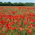 A field of red poppies in Wetherden, Music at the Waterfront and Upstairs at Revolution Records, Diss - 8th May 2005