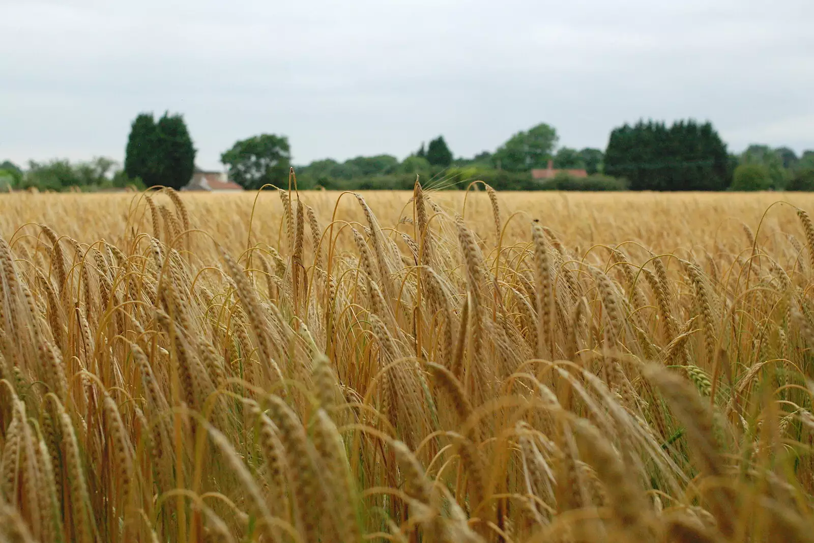 A field of barley, from Music at the Waterfront and Upstairs at Revolution Records, Diss - 8th May 2005