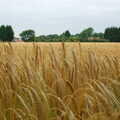 A field of barley, Music at the Waterfront and Upstairs at Revolution Records, Diss - 8th May 2005